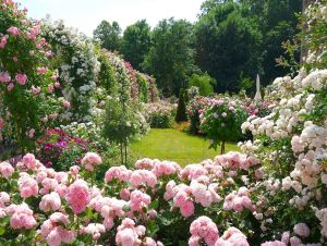 Baletný majster, ružová grófka, spartakovec: Kalendár pripomína osobnosti regiónu