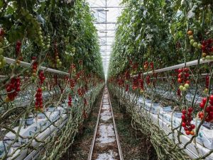 V katastri Červeníka postavia obrovský skleník na pestovanie rajčín