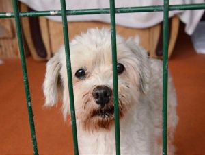 Ľudia chcú šteniatka, v útulku čakajú staršie psy. V Trnave hlásia málo adopcií